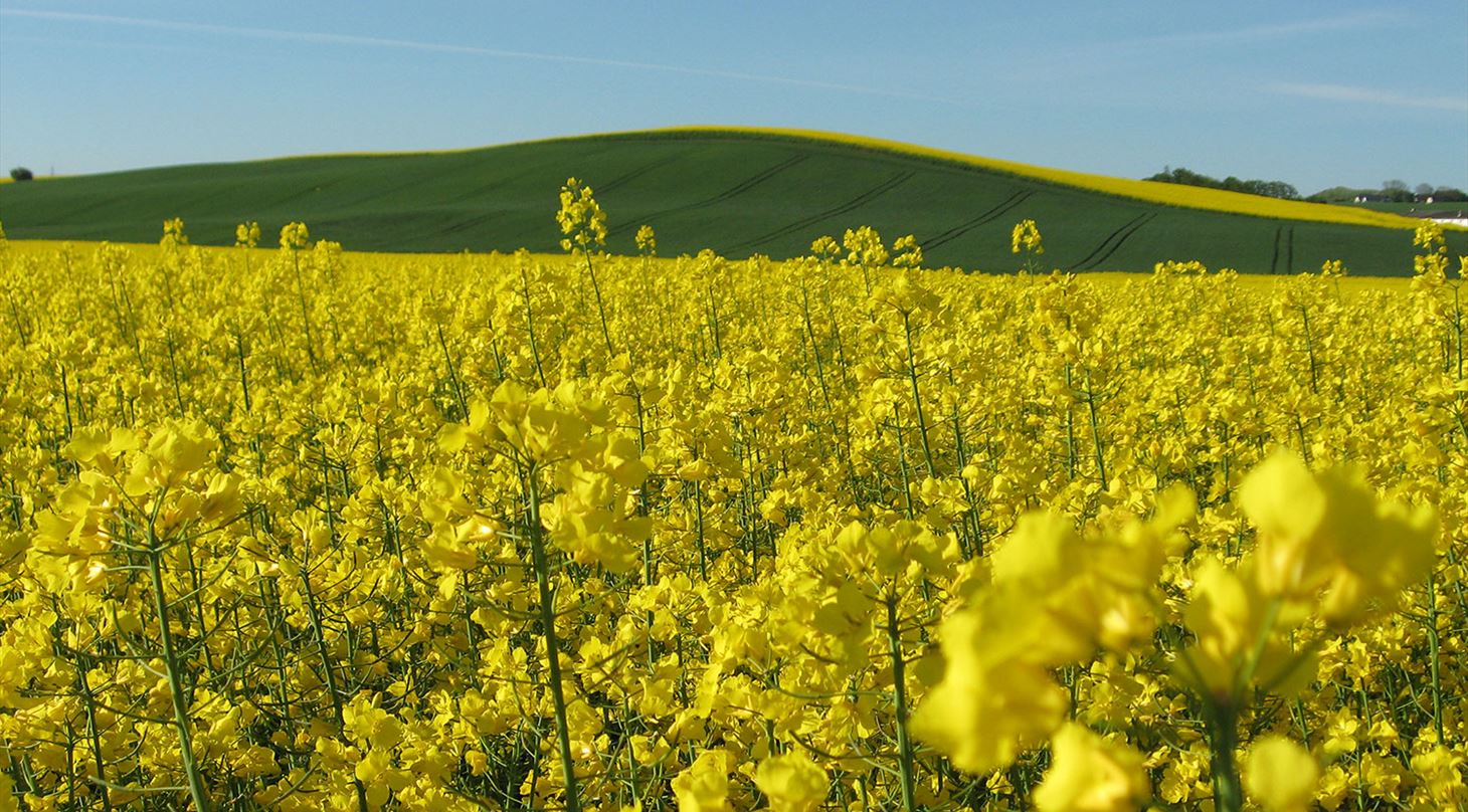 Rapsmark - f� en sparringspartner